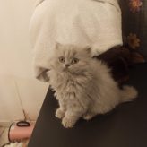 Illustration du profil de VALOU2309