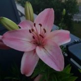 Illustration du profil de cocogribouille