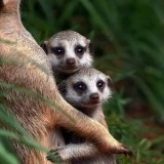 Illustration du profil de Yapluqua