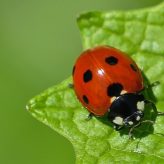 Illustration du profil de Tartine & Coccinelle