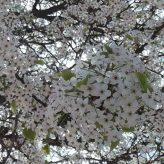 Illustration du profil de mariecuisine35