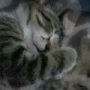 Illustration du profil de Tilly