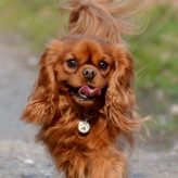 Illustration du profil de LEPOITEVIN