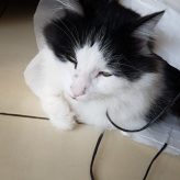 Illustration du profil de Oalis