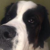 Illustration du profil de Silray