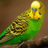 Illustration du profil de kiwi2010