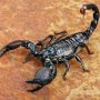 Illustration du profil de Scorpion68