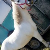 Illustration du profil de stessy13150