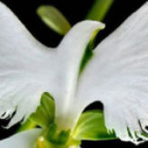 Illustration du profil de Niky