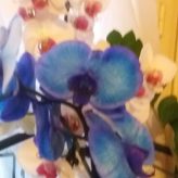 Illustration du profil de orchideelys88