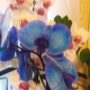 Illustration du profil de orchideelys88