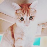 Illustration du profil de stefanelle