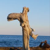 Illustration du profil de pépéronie 38