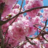 Illustration du profil de la cocotte