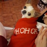 Illustration du profil de Chrys