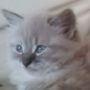 Photo du profil de Mafamaya