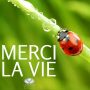 Illustration du profil de shelines