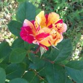 Illustration du profil de emice1119