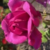 Illustration du profil de lau16