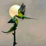 Illustration du profil de Oum AbdilLah