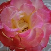 Illustration du profil de Sergine