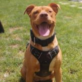 Illustration du profil de as26