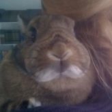 Illustration du profil de Framb