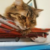 Illustration du profil de max31