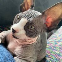 Illustration du profil de Sophie_5