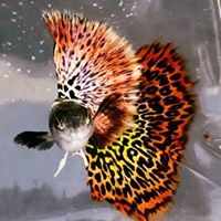 Illustration du profil de Jerome7