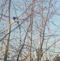 Illustration du profil de Au_Pot_Age