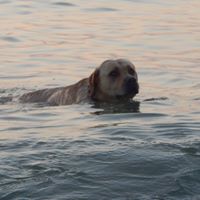 Illustration du profil de mcgc