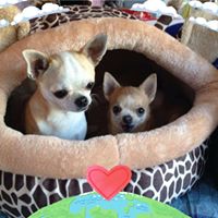 Illustration du profil de Joyce77