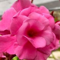 Illustration du profil de Eligori