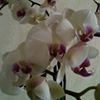 Illustration du profil de cymbidium