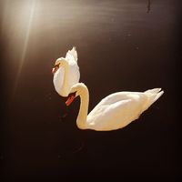 Illustration du profil de lilot