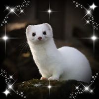 Illustration du profil de titouillelapatouille