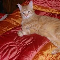 Illustration du profil de Pattounnette