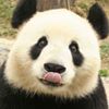 Illustration du profil de pandi