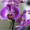 Illustration du profil de Orchidee