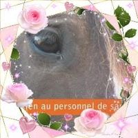 Illustration du profil de bambou27370