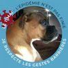 Illustration du profil de laetitiai