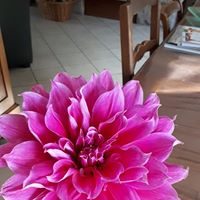 Illustration du profil de Mayaa29