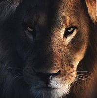 Illustration du profil de alia_3