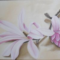 Illustration du profil de loplte