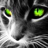 Illustration du profil de feline_1