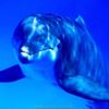 Illustration du profil de dolphin33