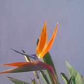 Illustration du profil de Zeva