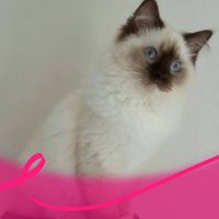 Illustration du profil de caro_panda