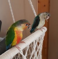 Illustration du profil de Bann